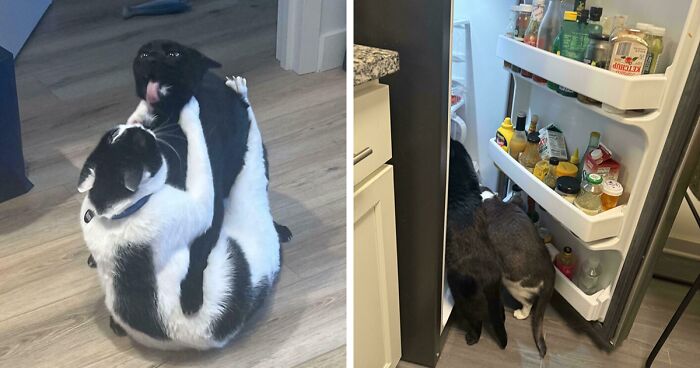 51 Funny And Chaotic Photos Of Pet Siblings To Cleanse Your Depressing Feed Today (New Pics)