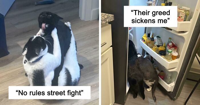 51 Funny And Chaotic Photos Of Pet Siblings To Cleanse Your Depressing Feed Today (New Pics)