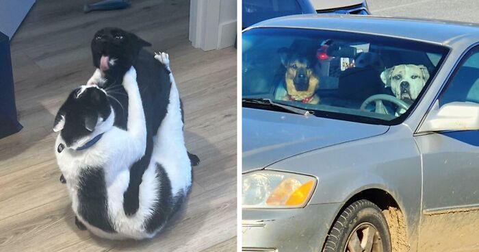 51 Funny And Chaotic Photos Of Pet Siblings To Cleanse Your Depressing Feed Today (New Pics)