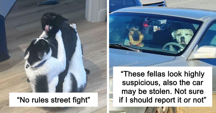 51 Funny And Chaotic Photos Of Pet Siblings To Cleanse Your Depressing Feed Today (New Pics)