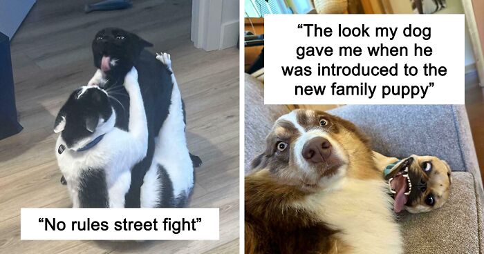 51 Funny And Chaotic Photos Of Pet Siblings To Cleanse Your Depressing Feed Today (New Pics)