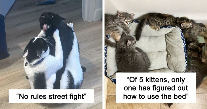 51 Funny And Chaotic Photos Of Pet Siblings To Cleanse Your Depressing Feed Today (New Pics)