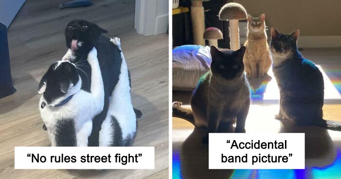 51 Funny And Chaotic Photos Of Pet Siblings To Cleanse Your Depressing Feed Today (New Pics)