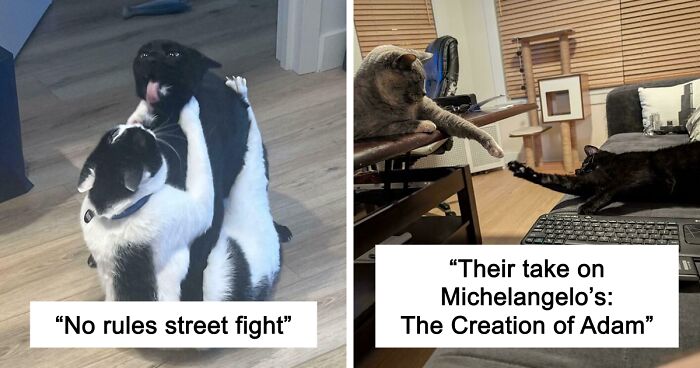 51 Funny And Chaotic Photos Of Pet Siblings To Cleanse Your Depressing Feed Today (New Pics)