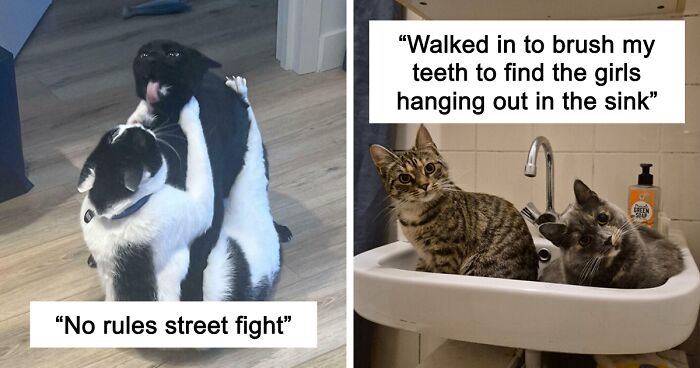 51 Funny And Chaotic Photos Of Pet Siblings To Cleanse Your Depressing Feed Today (New Pics)