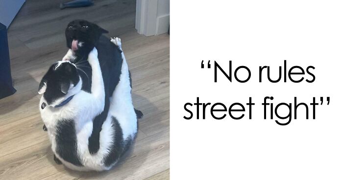 51 Funny And Chaotic Photos Of Pet Siblings To Cleanse Your Depressing Feed Today (New Pics)