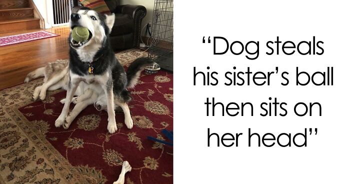 51 Funny And Chaotic Photos Of Pet Siblings To Cleanse Your Depressing Feed Today (New Pics)
