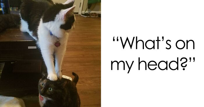 51 Funny And Chaotic Photos Of Pet Siblings To Cleanse Your Depressing Feed Today (New Pics)