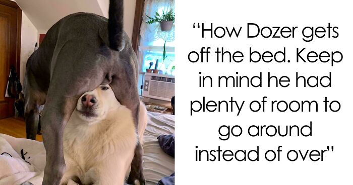51 Funny And Chaotic Photos Of Pet Siblings To Cleanse Your Depressing Feed Today (New Pics)