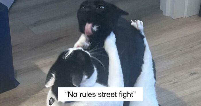 51 Funny And Chaotic Photos Of Pet Siblings To Cleanse Your Depressing Feed Today (New Pics)