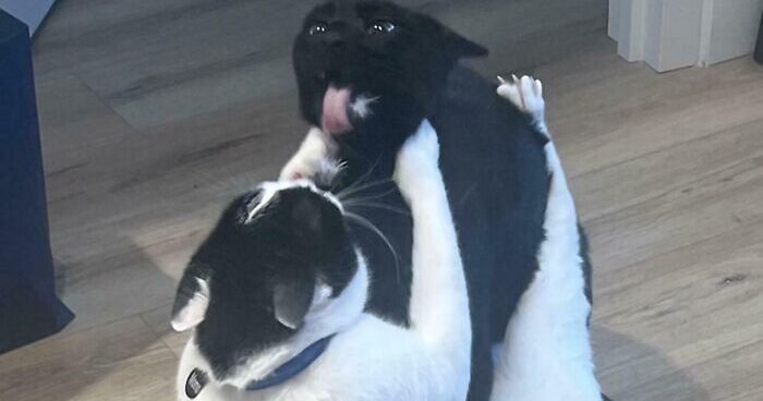 51 Funny And Chaotic Photos Of Pet Siblings To Cleanse Your Depressing Feed Today (New Pics)