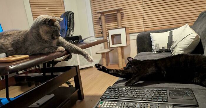 51 Funny And Chaotic Photos Of Pet Siblings To Cleanse Your Depressing Feed Today (New Pics)