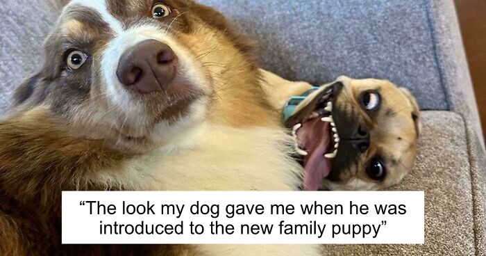 51 Funny And Chaotic Photos Of Pet Siblings To Cleanse Your Depressing Feed Today (New Pics)