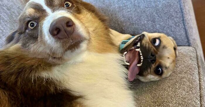51 Funny And Chaotic Photos Of Pet Siblings To Cleanse Your Depressing Feed Today (New Pics)