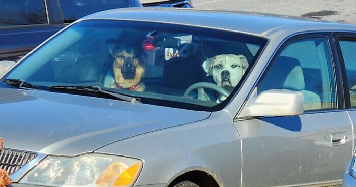 51 Funny And Chaotic Photos Of Pet Siblings To Cleanse Your Depressing Feed Today (New Pics)