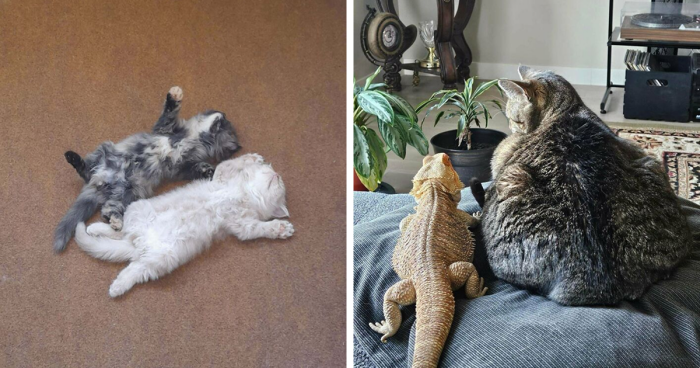 51 Funny And Chaotic Photos Of Pet Siblings To Cleanse Your Depressing Feed Today (New Pics)