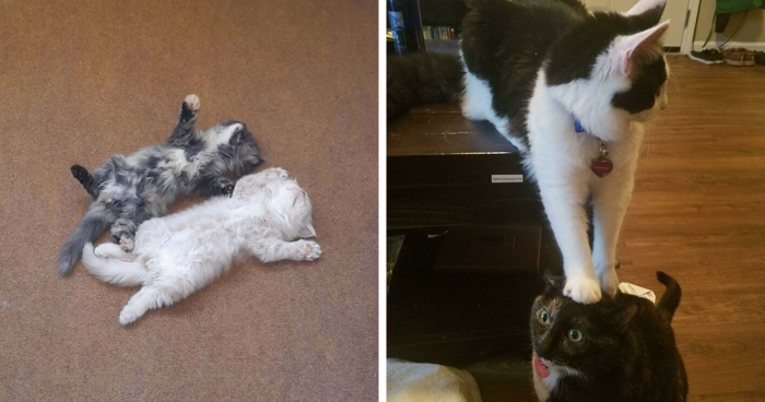 51 Funny And Chaotic Photos Of Pet Siblings To Cleanse Your Depressing Feed Today (New Pics)
