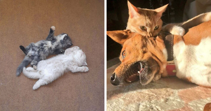 51 Funny And Chaotic Photos Of Pet Siblings To Cleanse Your Depressing Feed Today (New Pics)