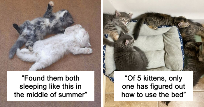 51 Funny And Chaotic Photos Of Pet Siblings To Cleanse Your Depressing Feed Today (New Pics)