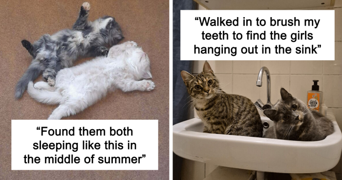 51 Funny And Chaotic Photos Of Pet Siblings To Cleanse Your Depressing Feed Today (New Pics)