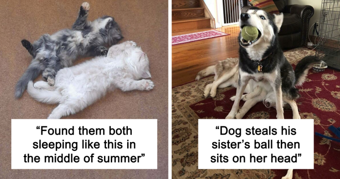 51 Funny And Chaotic Photos Of Pet Siblings To Cleanse Your Depressing Feed Today (New Pics)