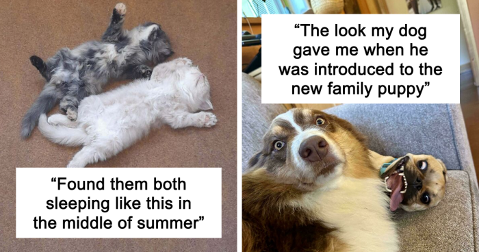 51 Funny And Chaotic Photos Of Pet Siblings To Cleanse Your Depressing Feed Today (New Pics)