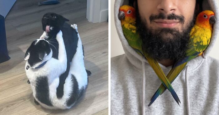 51 Funny And Chaotic Photos Of Pet Siblings To Cleanse Your Depressing Feed Today (New Pics)