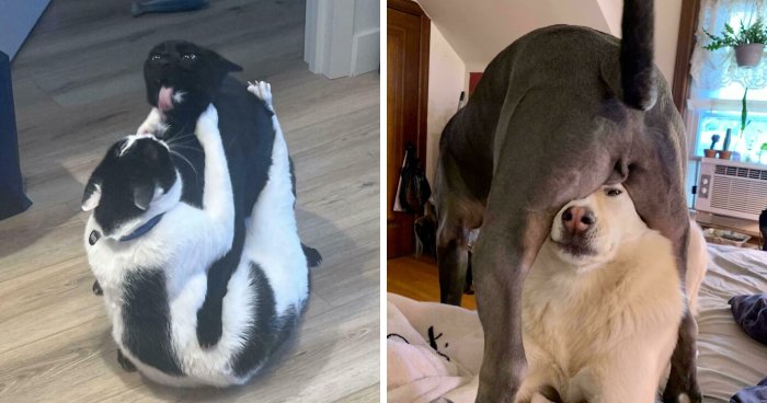 51 Funny And Chaotic Photos Of Pet Siblings To Cleanse Your Depressing Feed Today (New Pics)