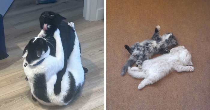 51 Funny And Chaotic Photos Of Pet Siblings To Cleanse Your Depressing Feed Today (New Pics)