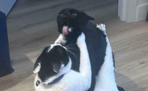 51 Hilarious Pics Of Pet Siblings That Might Convince You To Finally Adopt Another Animal (New Pics)