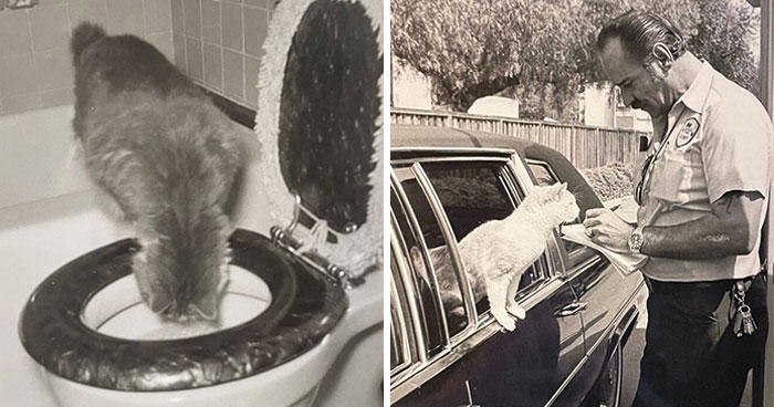 100 Fascinating Historical Photos That Might Change Your Perspective On Cats, As Shared By This Page (New Pics)