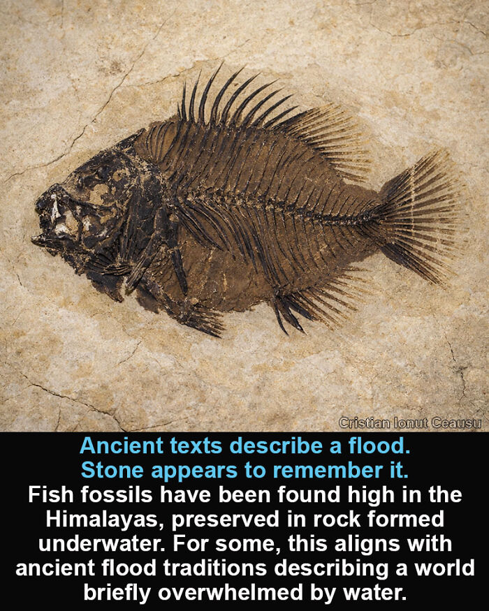 Fossilized fish preserved in rock, a historical marvel revealing ancient flood stories through geological evidence.