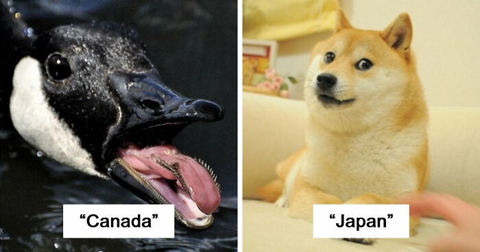 75 Iconic Animal Photos From All Over The World