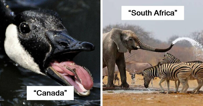 75 Iconic Animal Photos From All Over The World