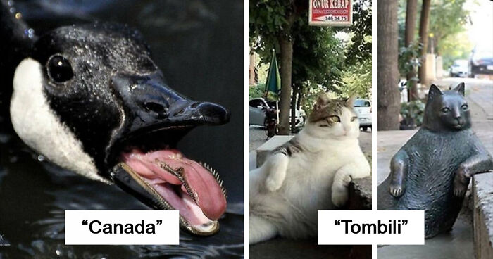 75 Iconic Animal Photos From All Over The World