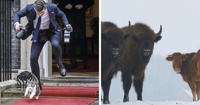 75 Iconic Animal Photos From All Over The World