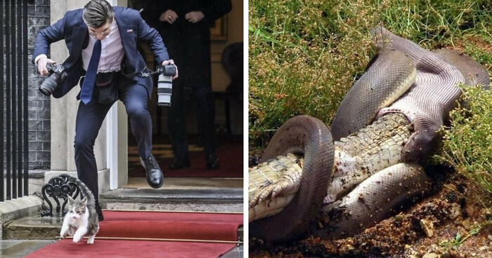 75 Iconic Animal Photos From All Over The World