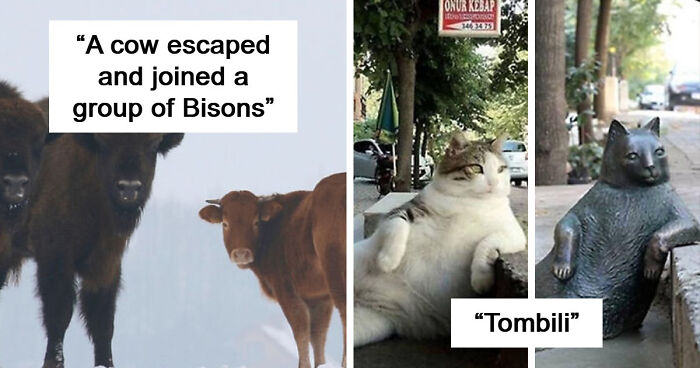 75 Iconic Animal Photos From All Over The World