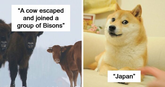 75 Iconic Animal Photos From All Over The World