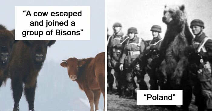 75 Iconic Animal Photos From All Over The World