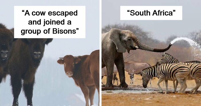 75 Iconic Animal Photos From All Over The World