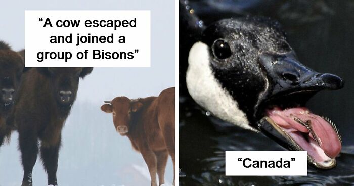 75 Iconic Animal Photos From All Over The World