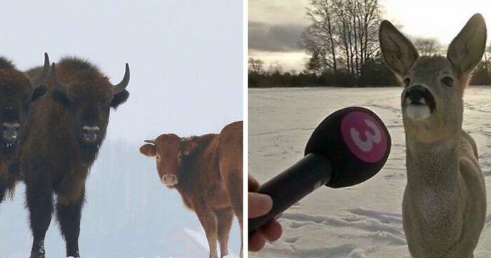 75 Iconic Animal Photos From All Over The World