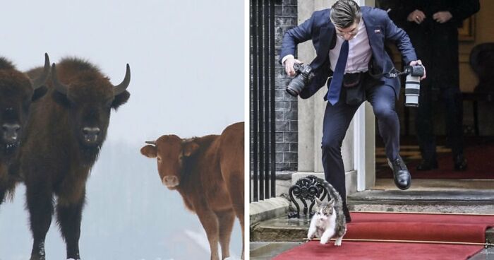 75 Iconic Animal Photos From All Over The World