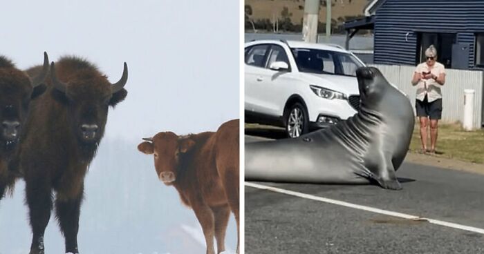 75 Iconic Animal Photos From All Over The World