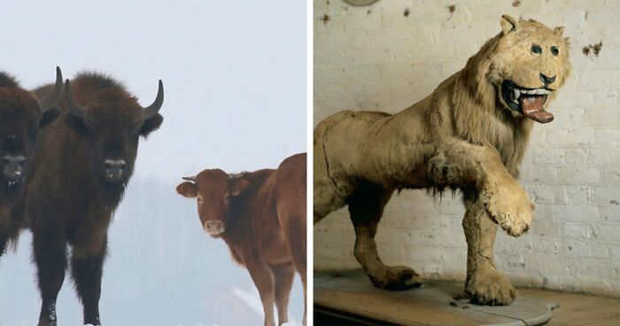 75 Iconic Animal Photos From All Over The World