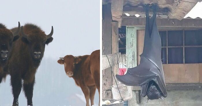 75 Iconic Animal Photos From All Over The World