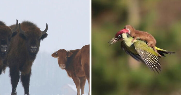 75 Iconic Animal Photos From All Over The World