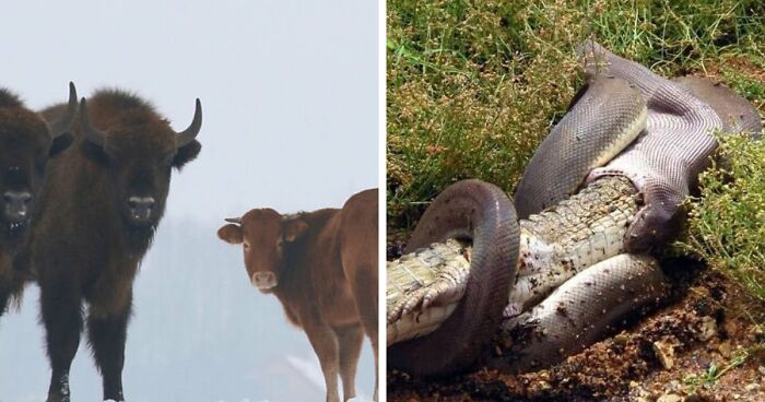 75 Iconic Animal Photos From All Over The World