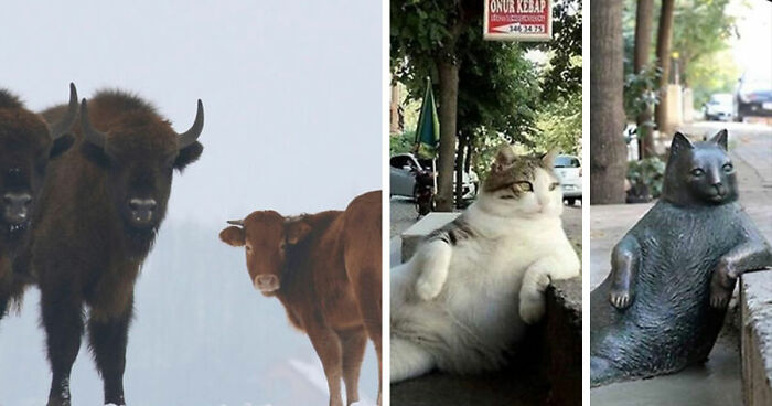 75 Iconic Animal Photos From All Over The World